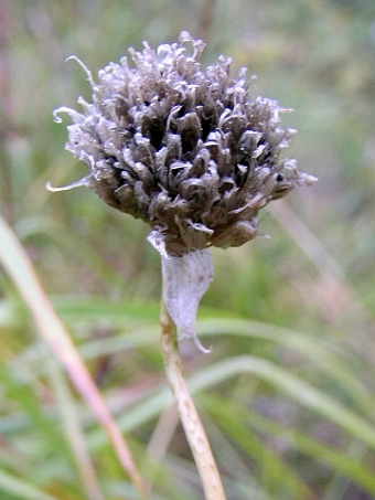 Allium schoenoprasum