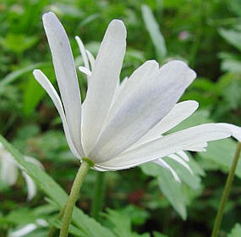 Anemone apennina