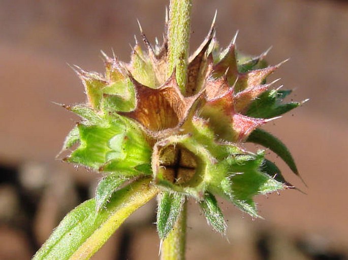 Galeopsis angustifolia
