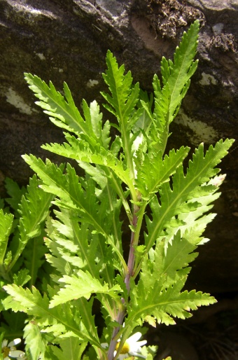Argyranthemum pinnatifidum