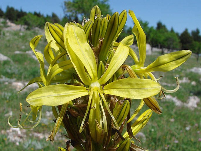 ASPHODELINE LUTEA (L.) Rchb.
