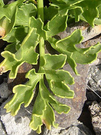 Astydamia latifolia