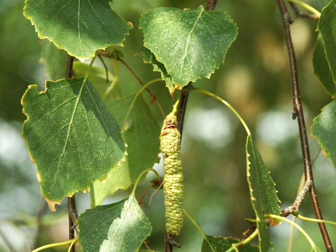 BETULA PENDULA Roth - bříza bělokorá / breza previsnutá