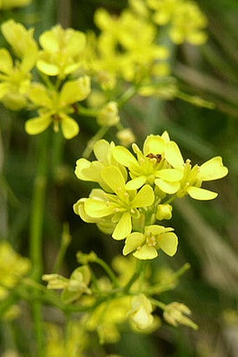Biscutella laevigata subsp. austriaca
