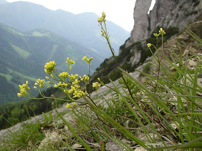 Biscutella laevigata subsp. austriaca