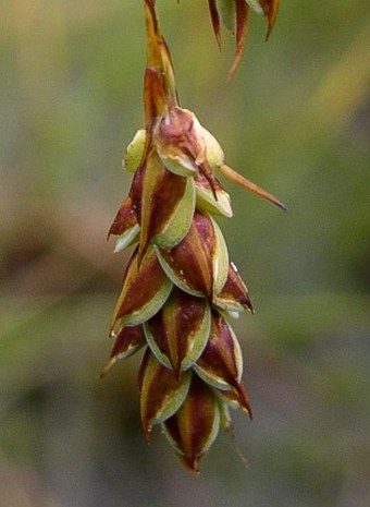 Carex liomosa