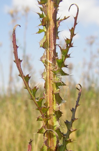 Cirsium brachycephalum