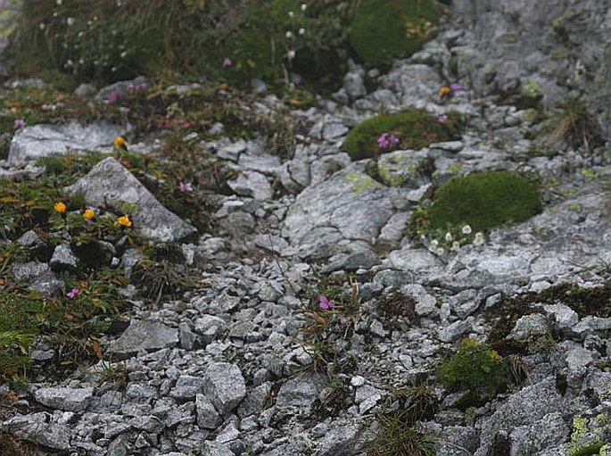 Dianthus glacialis