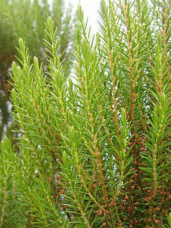 Erica platycodon subsp. maderincola