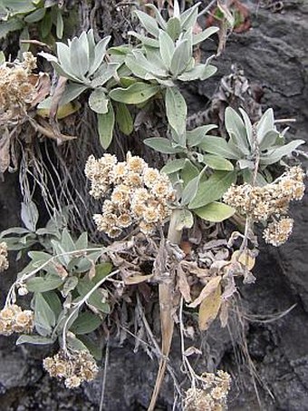 Helichrysum melaleucum