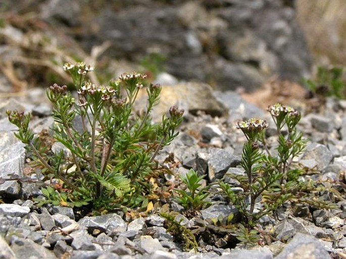 HORNUNGIA PETRAEA (L.) Rchb. - řeřišník skalní / žerušník skalný