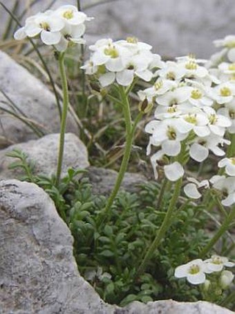 Pritzelago alpina
