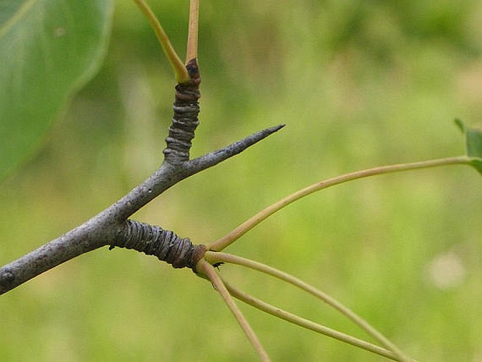 Hrušeň polnička (foto: Pavol Eliáš) Kmotr Dušek
