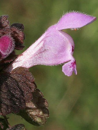 Lamium purpureum