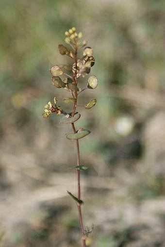 Lepidium perfoliatum