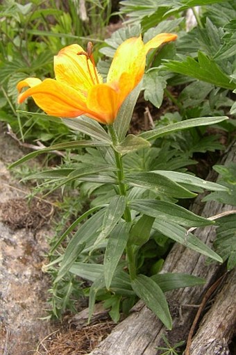 Lilium bulbiferum croceum