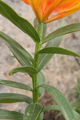 Lilium bulbiferum croceum