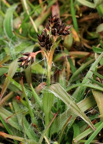 Luzula campestris