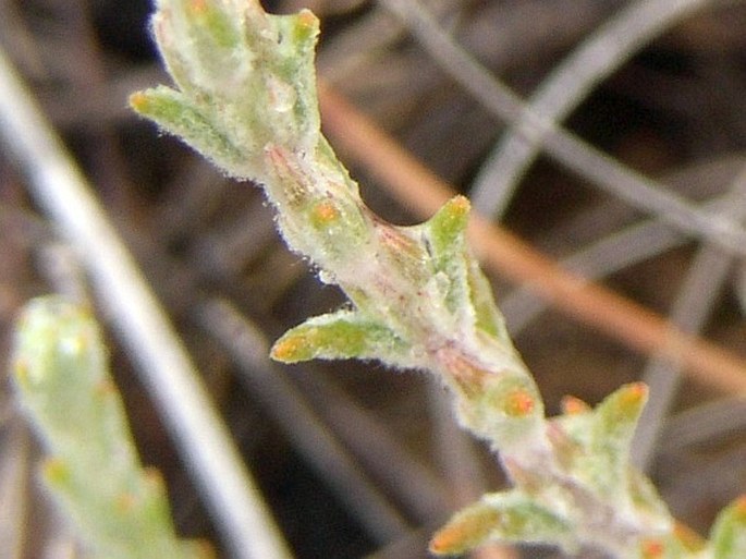 Micromeria benthamii