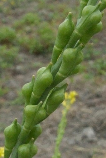 Myagrum perfoliatum