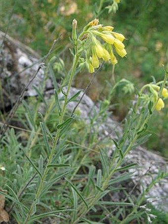 Onosma tornensis Onosma
