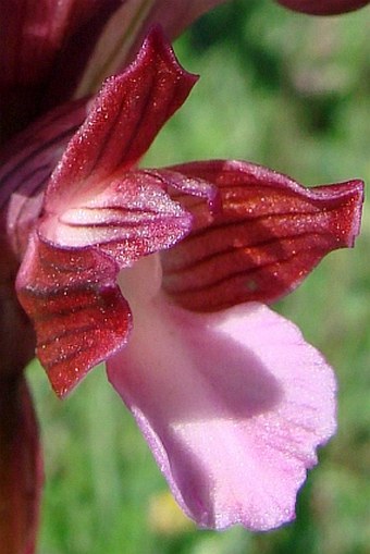 Anacamptis papilionacea