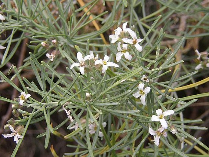Parolinia glabriuscula