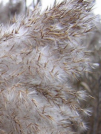 Phragmites australis