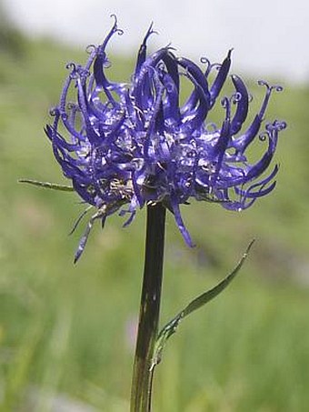 Phyteuma montanum