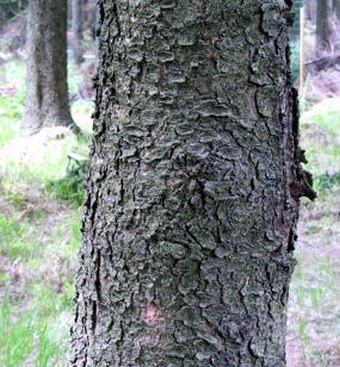 Picea abies