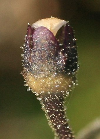Pinguicula vulgaris subsp. bohemica