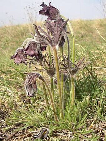 Pulsatilla pratensis subsp. bohemica