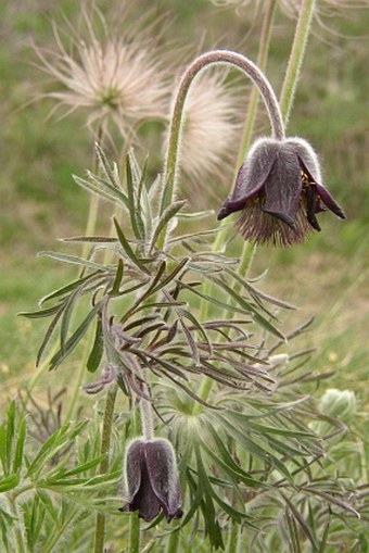 Pulsatilla pratensis subsp.bohemica