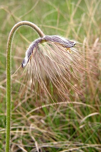Pulsatilla pratensis subsp. bohemica