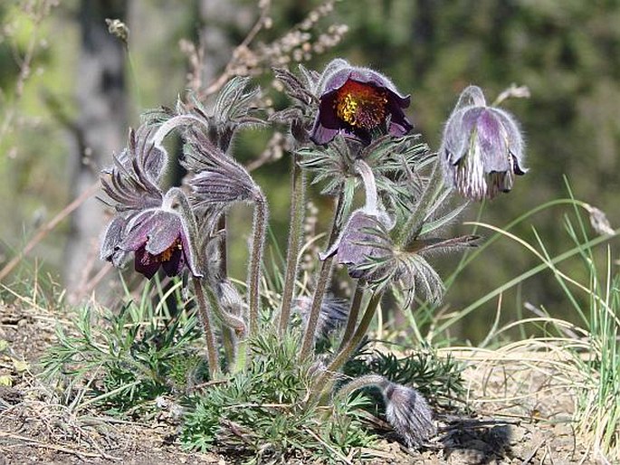 Pulsatilla pratensis subsp. bohemica Pulsatilla pratensis subsp. bohemica