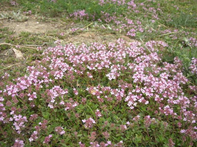 Thymus glabrescens
