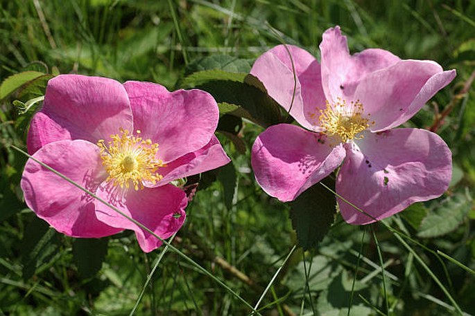 Rosa gallica (foto: Lubomír Rak) Václav Větvička