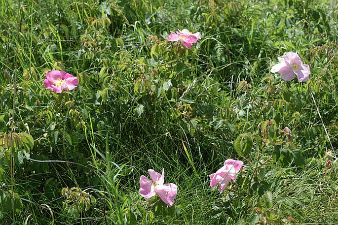 Rosa gallica Václav Větvička