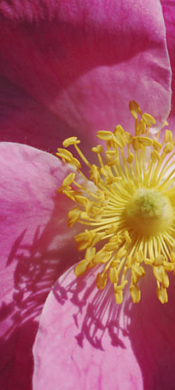 Rosa gallica Václav Větvička