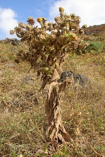 Andryala glandulosa