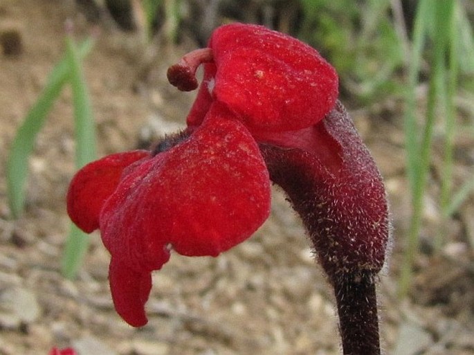 Phelypaea tournefortii