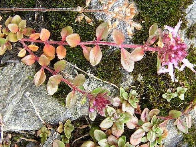 Thymus pulcherrimus subsp. sudeticus
