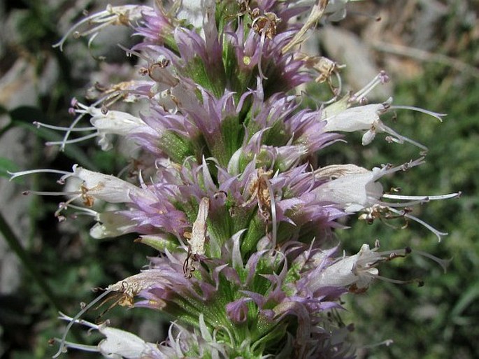 Agastache urticifolia