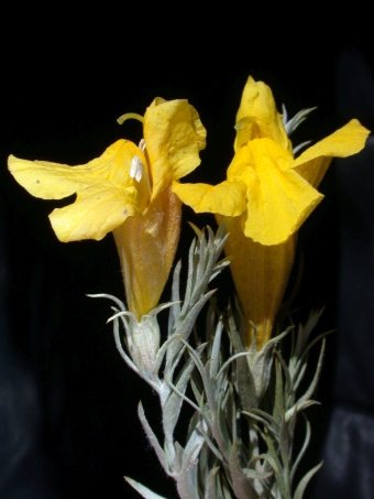 Cymbaria daurica