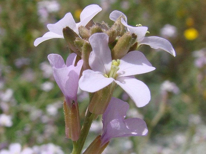 Erucaria hispanica