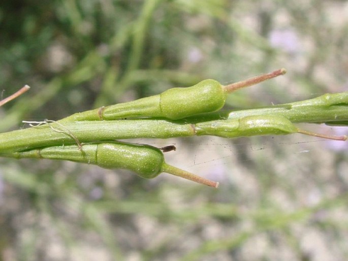 Erucaria hispanica