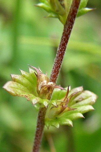 Euphrasia officinalis subsp. picta