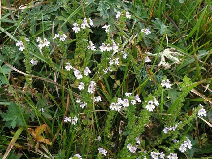 Euphrasia officinalis subsp. picta