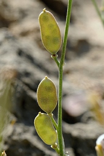 Farsetia aegyptia