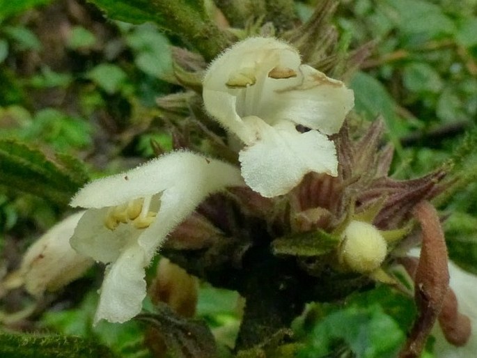 GOMPHOSTEMMA JAVANICUM (Blume) Benth.